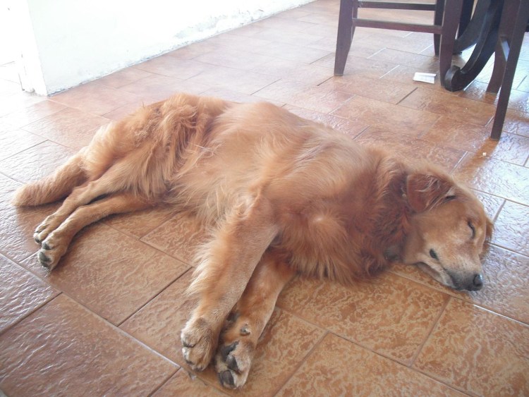 Метис хаски и овчарки