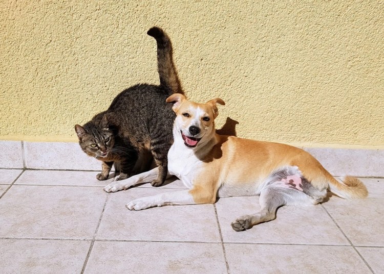 Немецкая овчарка Квазимодо