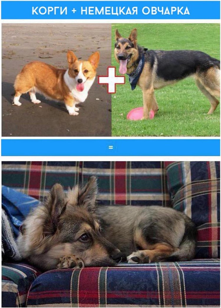 Стандарт немецкой овчарки кобель