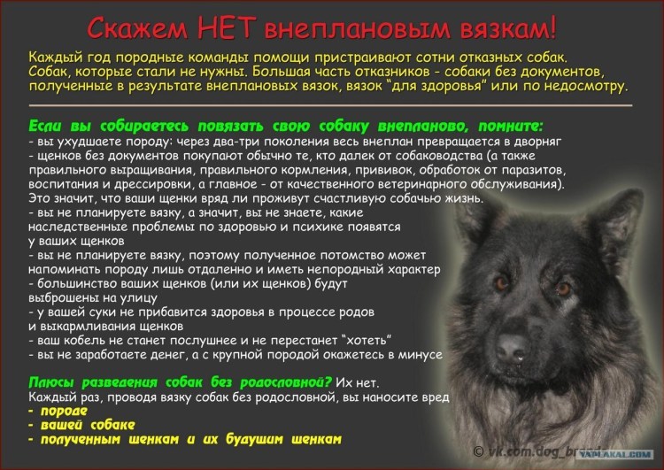 Язык жестов собак