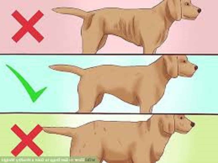 Метис лабрадора и хаски