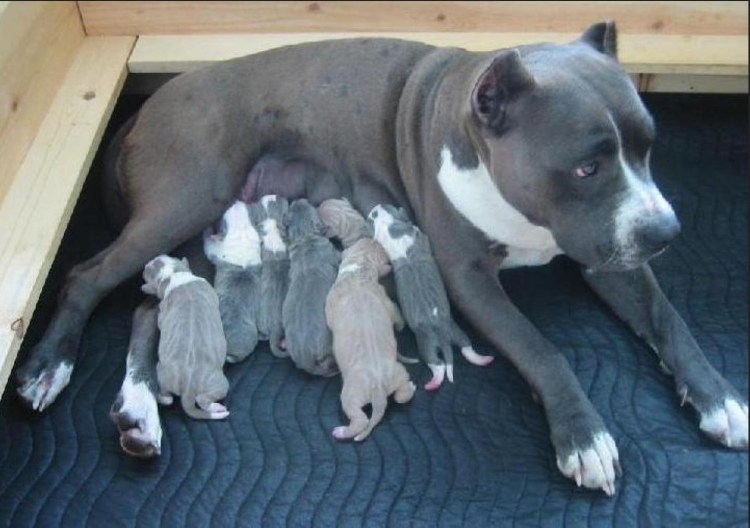 Собака спит на прозрачном фоне