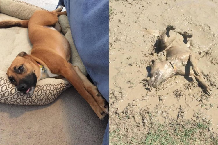 Типы поведения собак