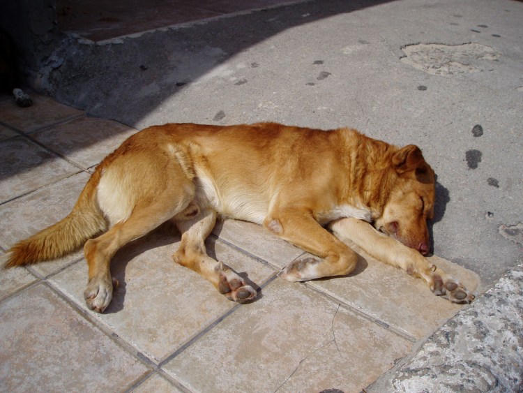 Немецкая овчарка Сильвер