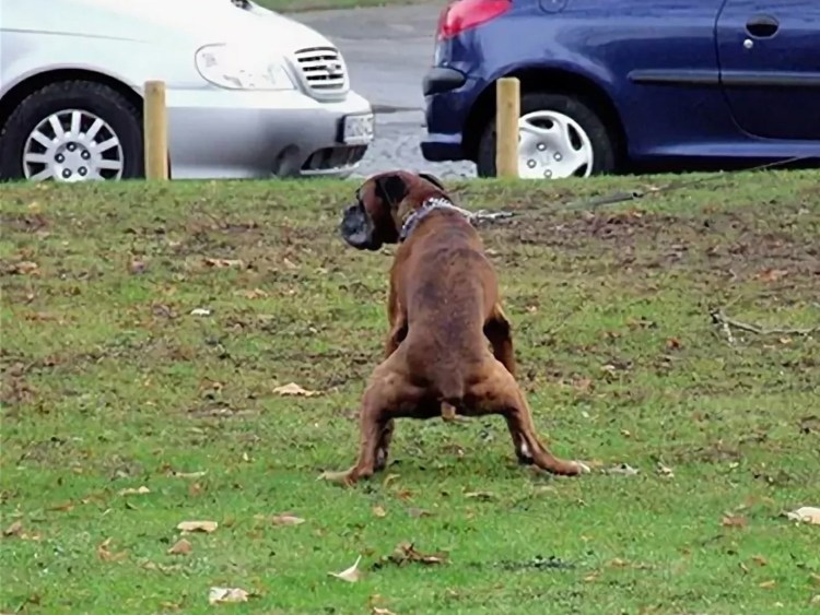 Бигль собака какает