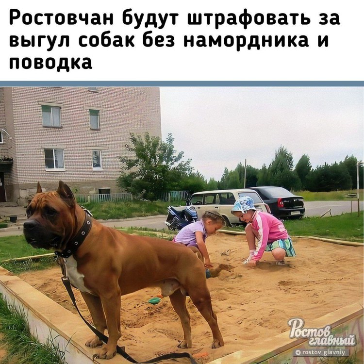 Уборка за собаками на улице