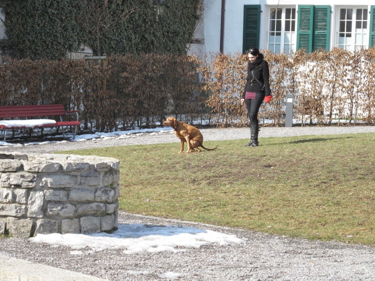 Собака нагадила