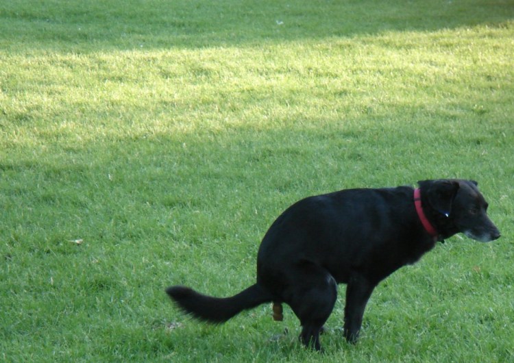 Табличка собакам не гадить