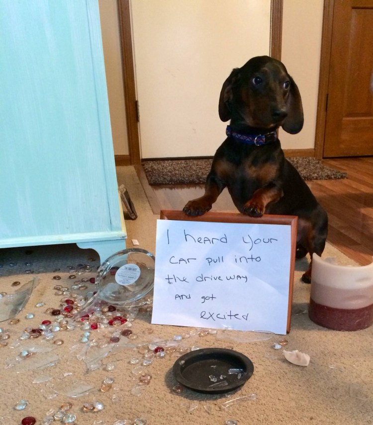 Собачка какает