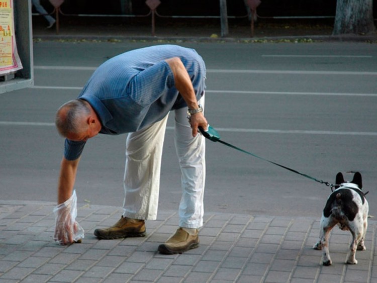 Собака нагадила