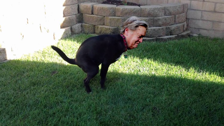 Собакам гадить запрещено