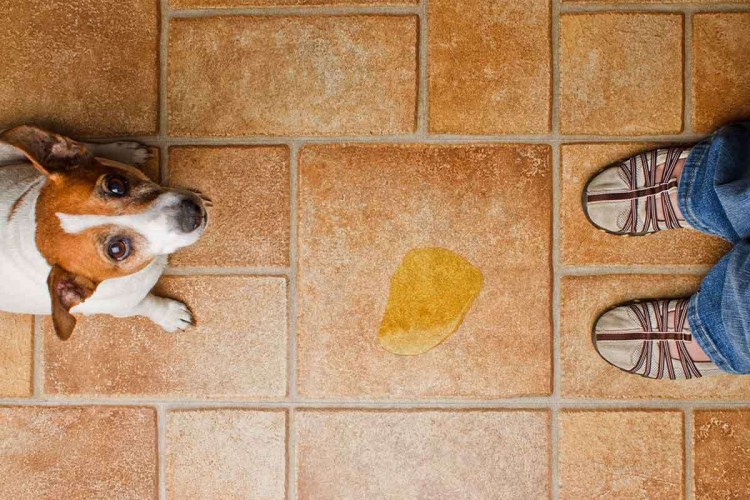 Знак с собаками запрещено