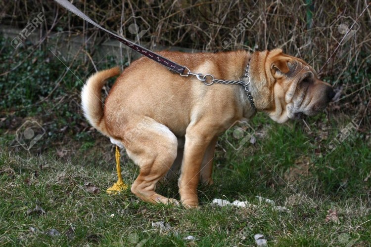 Табличка убирать за собакой