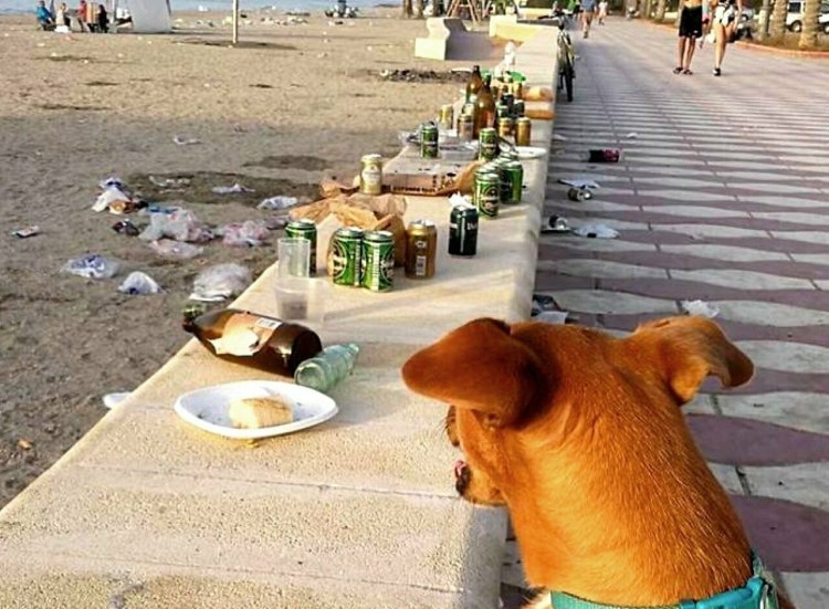 Аджилити французский бульдог