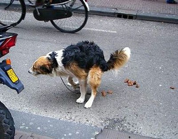 Собака ссыт на колесо машины