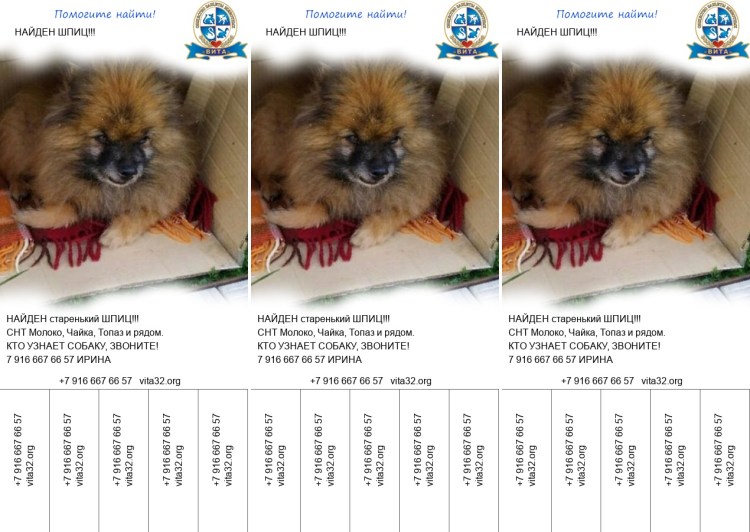 Вес немецкого шпица в 6 месяцев