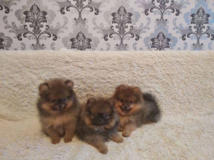 Чихуахуа беременность и роды