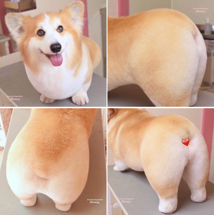 Шпицы разновидности по размеру