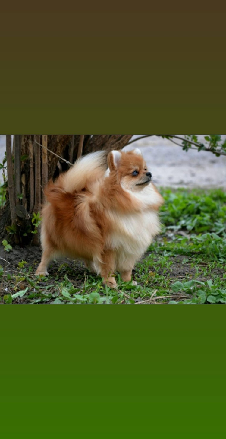 Мини шпиц рост