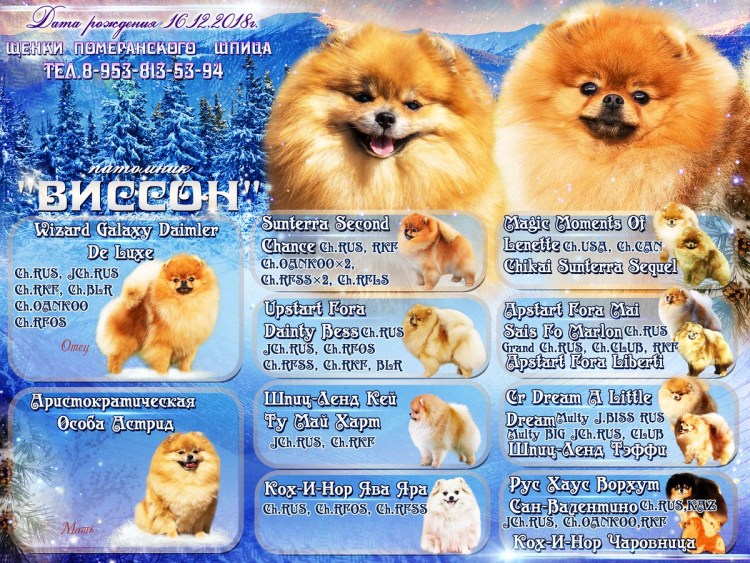 Лапы шпица померанского