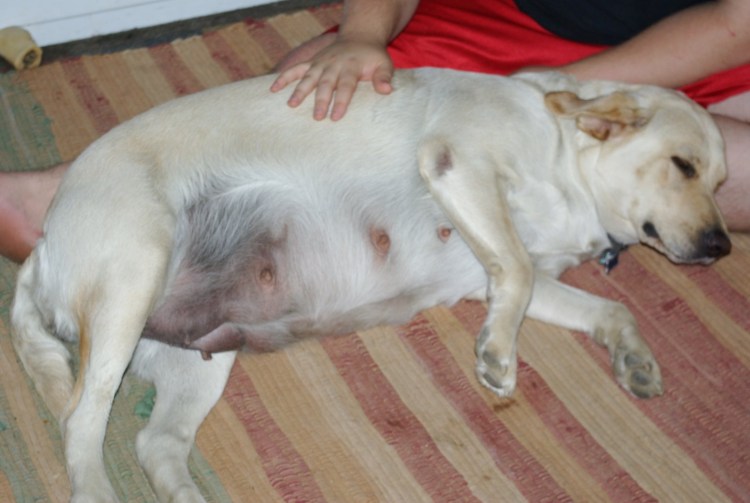 Беременность лабрадора