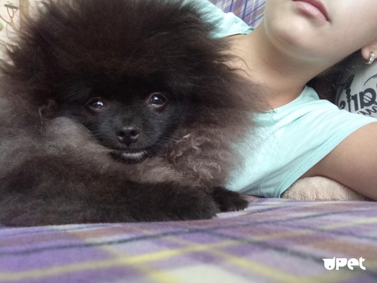 Как выглядит беременный шпиц