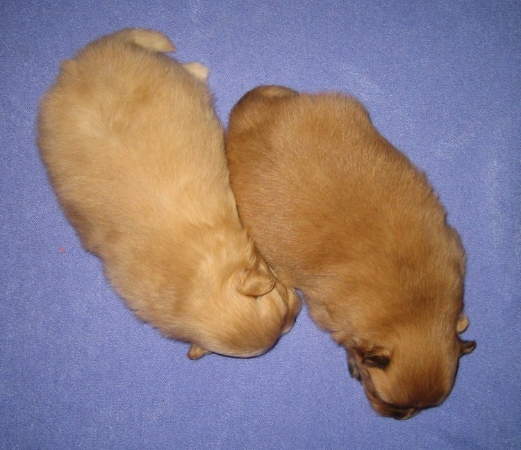 Степени ожирения у собак