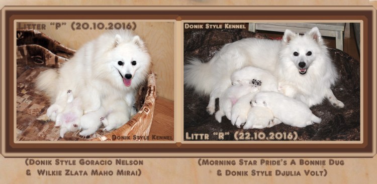 Щенки чихуахуа рождение