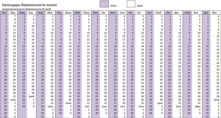 Календарь беременности собаки