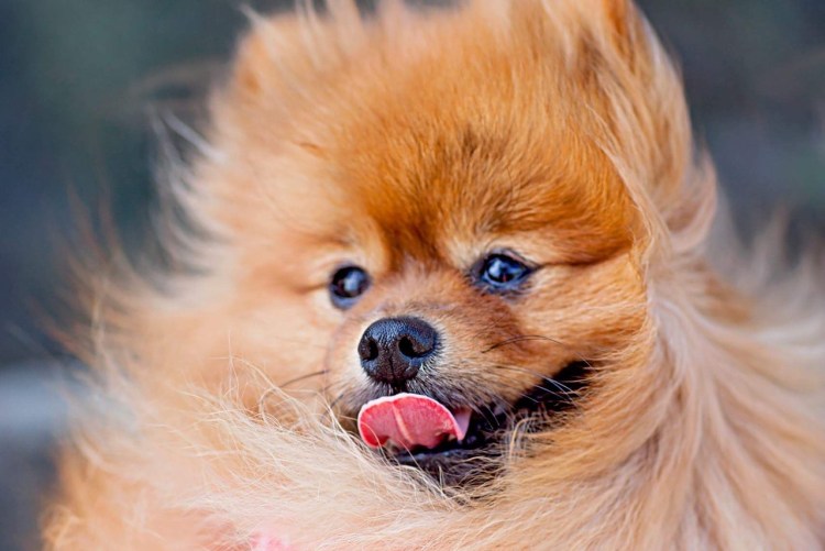 Таблица рациона питания для собак