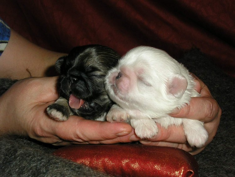 Как определить пол щенка