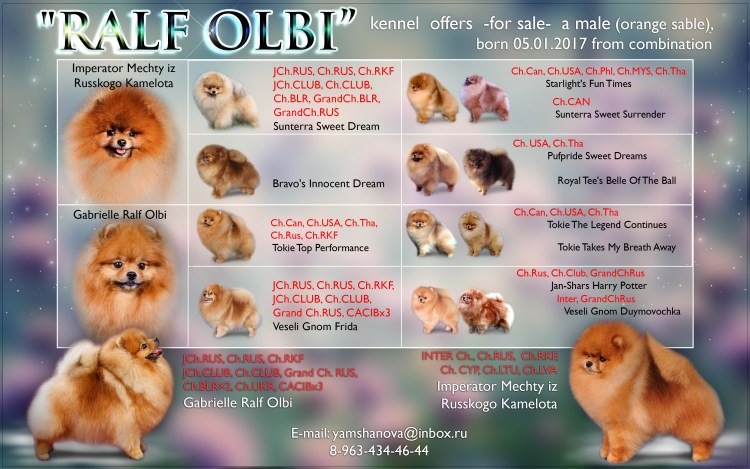 Питание шпица померанского