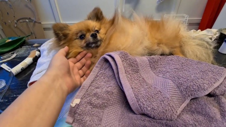 Сколько длится течка у собак