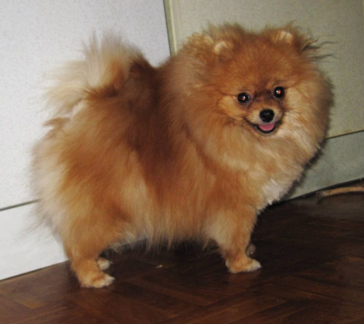 Померанский шпиц стандарт характер