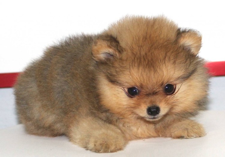 Грумминг корги