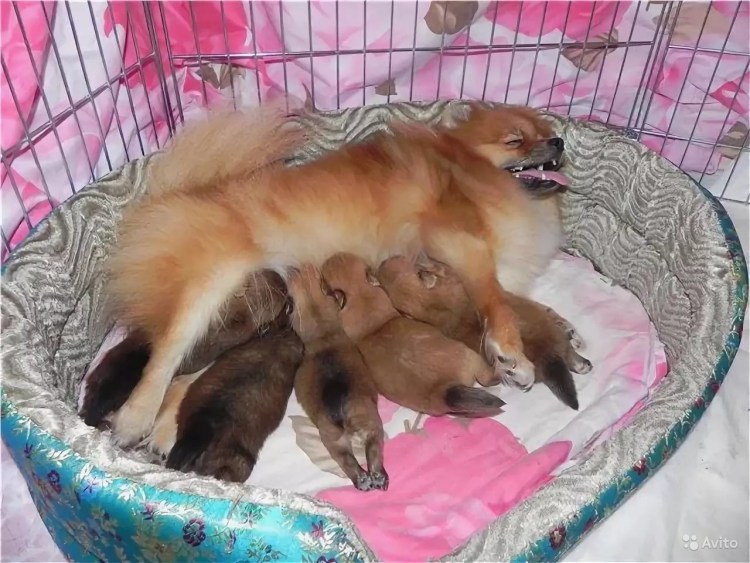 Вычесали шпица