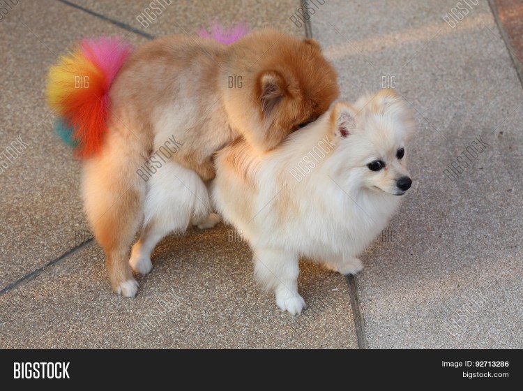 2х недельные щенки шпица лисички