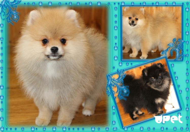 Родословная помёта