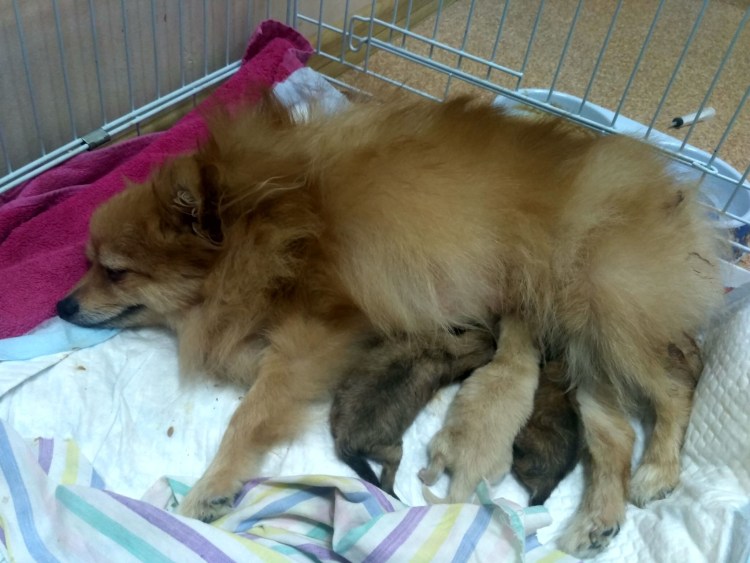 Признаки приближающихся родов у собаки