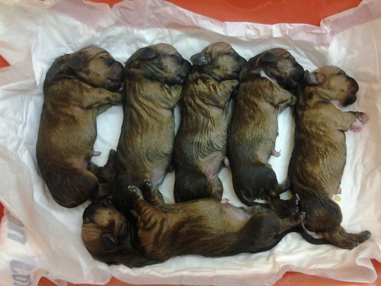 Шпиц немецкий и померанский вес