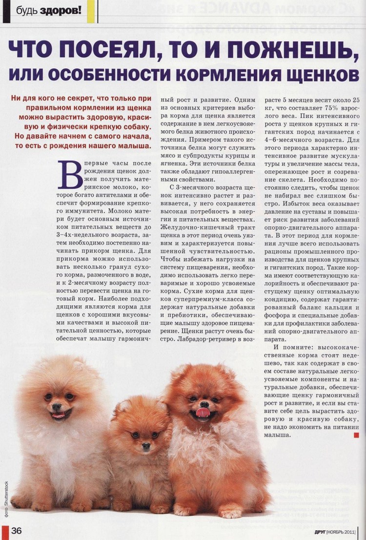 Эволюция шпица