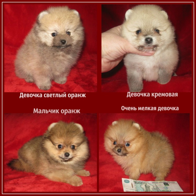 Груминг Вологда Благовещенская