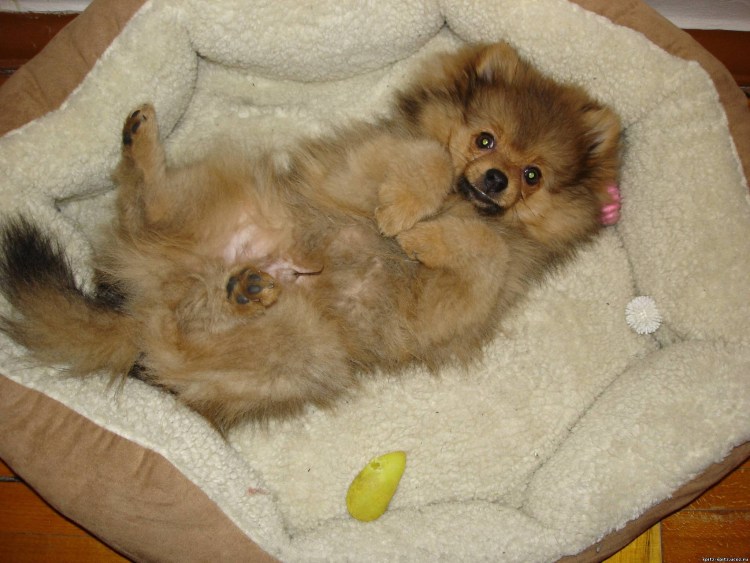 Родословная померанского шпица