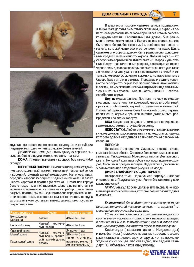 Новорожденные щенки чихуахуа