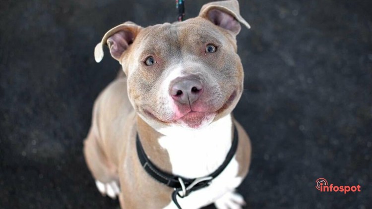 Доберман в худи