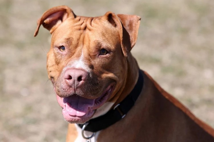 Ошейник для вельш корги