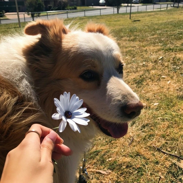 Стаффордширский терьер и американский булли