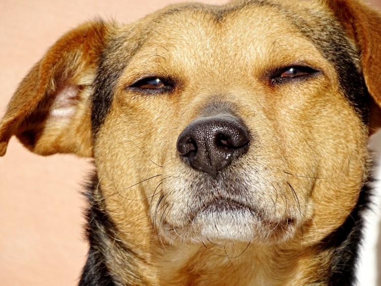 Американский питбультерьер опасная собака