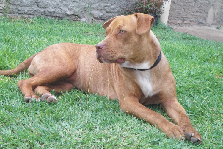 Собака из МАЙНКРАФТА