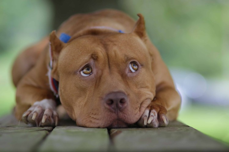 Сиба ину Чимса